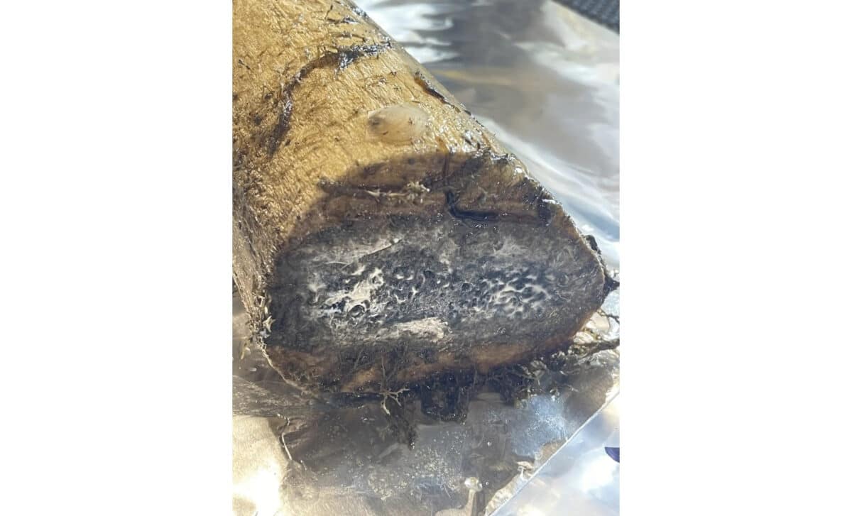 A Decade Later, The Whale Bone Remains Untouched, Not A Single Zombie Worm In Sight.