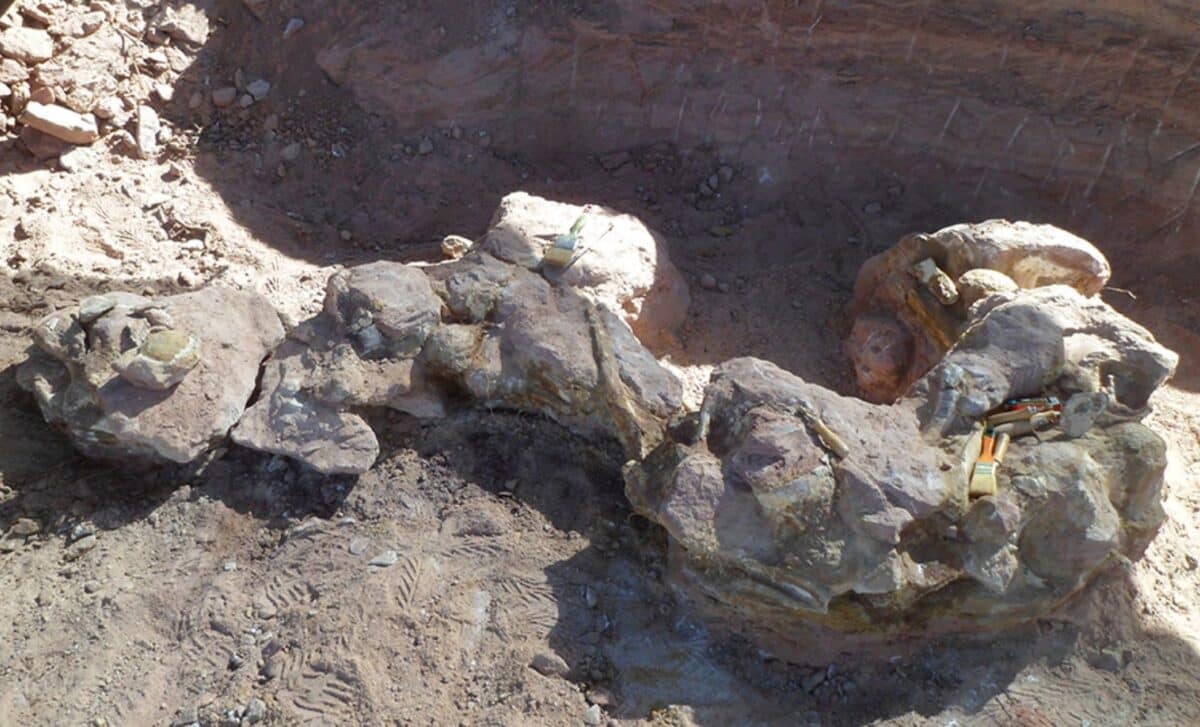 A New Species Of Sauropod Dinosaur That Lived Approximately 83 Million Years Ago. ©yeneen Houssayi Gen. Et Sp. Nov. And An Overview Of The Sauropod Titanosaurian Diversity From Cerro Overo