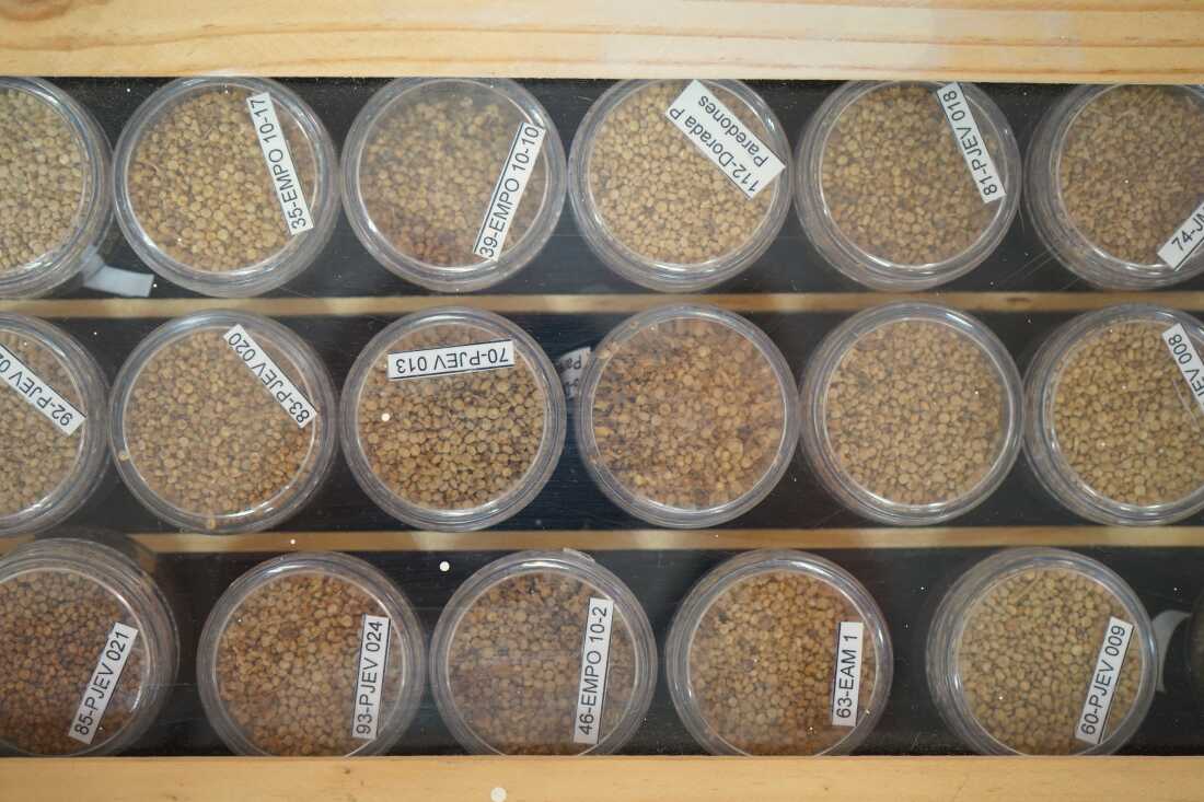 Rows of carefully stored seeds at Initihuasi Seed Bank, preserving Chile's rich biodiversity. Some of the specimens have been inducted into a global network of seed banks, ensuring their protection for future generations.