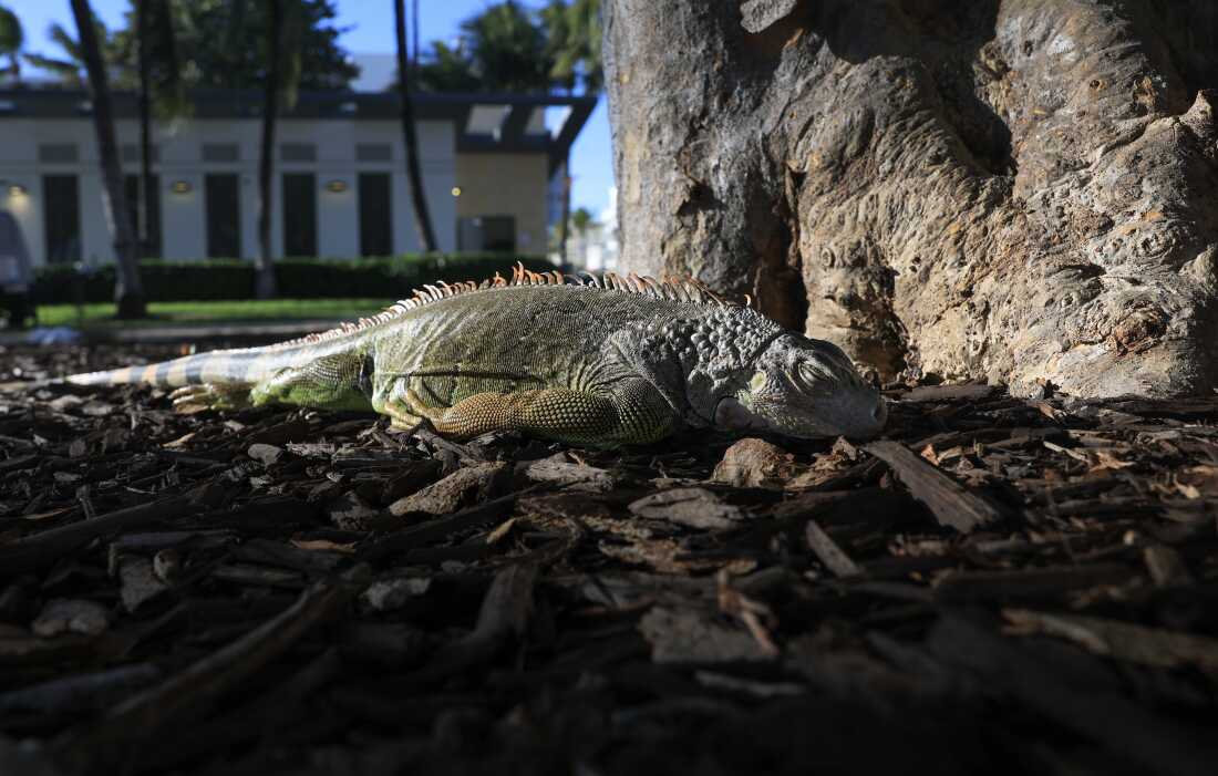 A cold-stunned green iguana lies on the ground on Sunday in Miami Beach, Fla. The cold-blooded creatures fall from trees when temperatures get too low.
