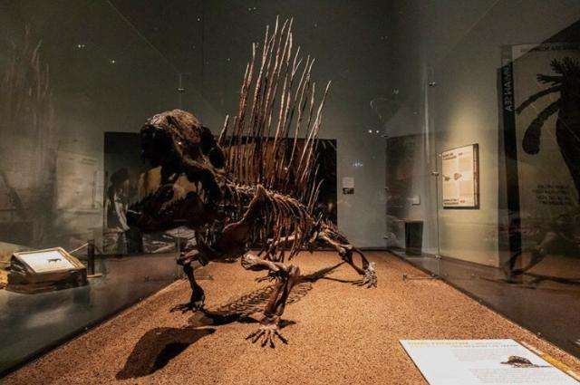 The Dimetrodon Limbatus, a creature with a name meaning “two measures of teeth,” lived in the early Permian Era and was found in North America and Europe. It’s on display in the Museum of Idaho’s new Life Before Dinosaurs exhibit.