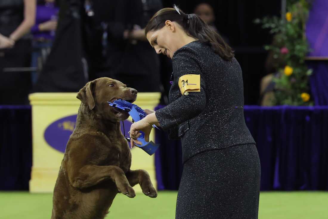 Cota, a Chesapeake Bay Retriever, which is a large, brown curly dog, stands on two legs and bites a large blue ribbon from his handler after winning the Sporting Group. 