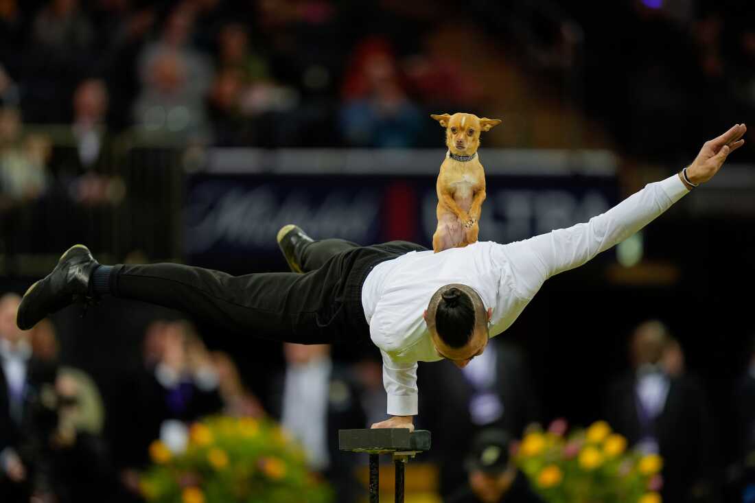 Christian Stoinev balances on one hand while his chihuahua, Scooby, during the dog show.