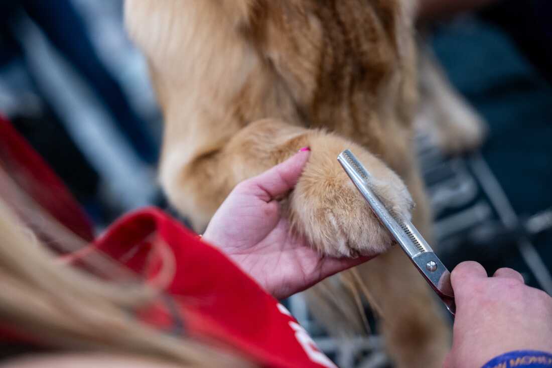 A large blonde dog has its paw in its handler's hand as she trims its fur.