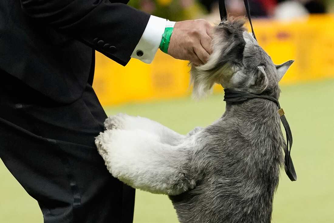 Joe, a miniature schnauzer, competes in the terrier group competition of the 150th Westminster Kennel Club Dog Show, Tuesday, Feb. 3, 2026, in New York. 