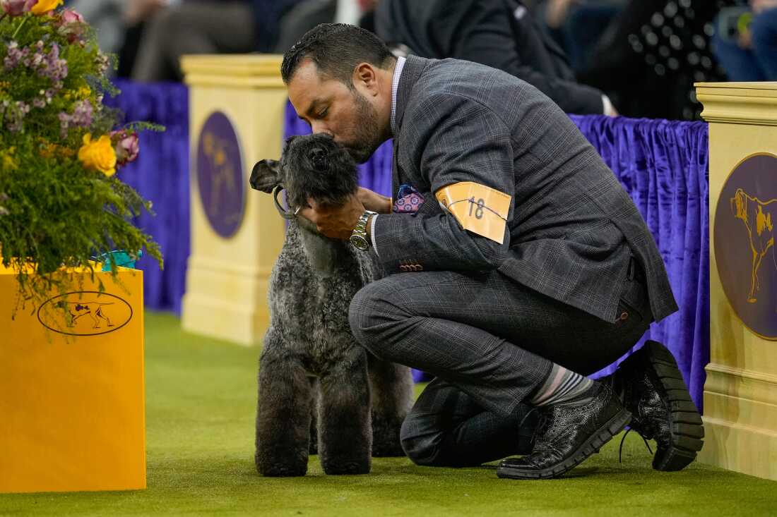 Della, a Kerry blue terrier gets a kiss from her handler during the terrier group competition of the 150th Westminster Kennel Club Dog Show, Tuesday, Feb. 3, 2026, in New York.