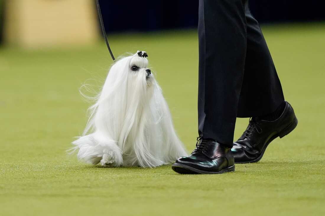 Cookie, a Maltese, competes in the Best in Show judging of the 150th Westminster Kennel Club Dog Show, Tuesday, Feb. 3, 2026, in New York.