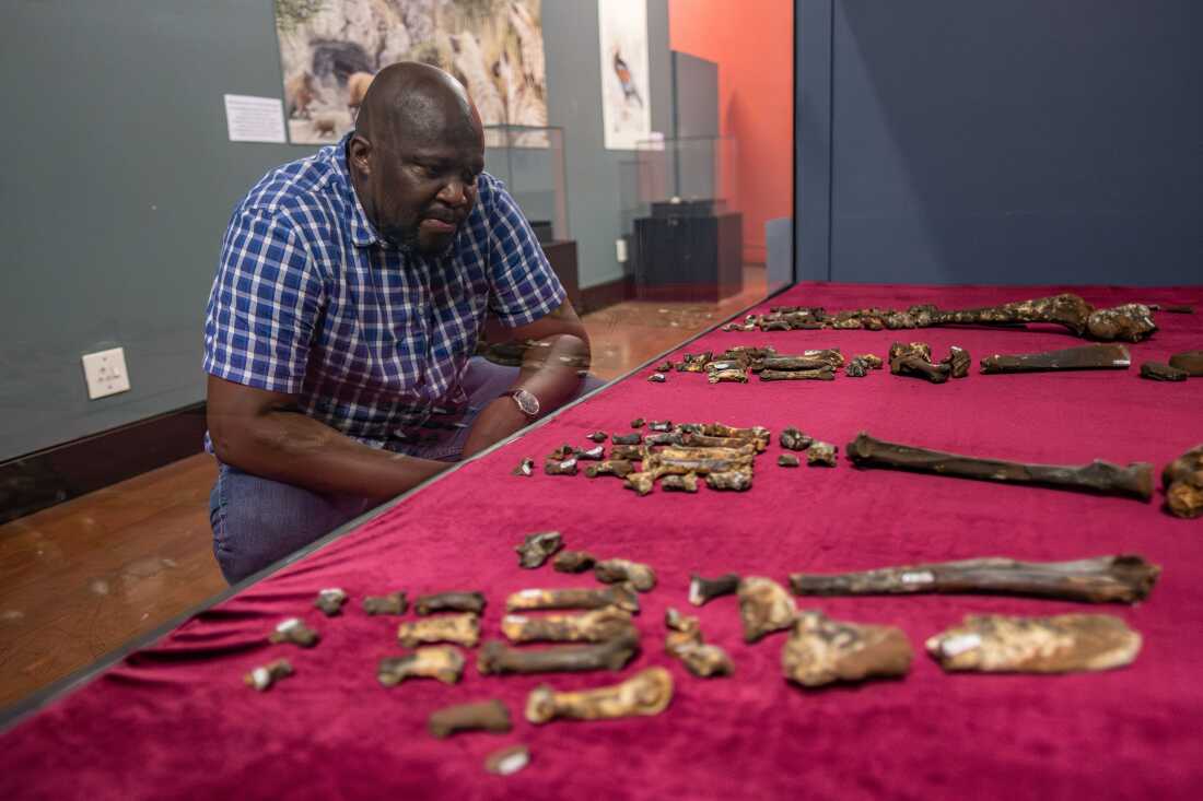A fossilised panthera found by paleontologist Lazarus Kgasi in the Cradle of Humankind lies on display in the Ditsong National Museum of Natural History in Pretoria, South Africa.