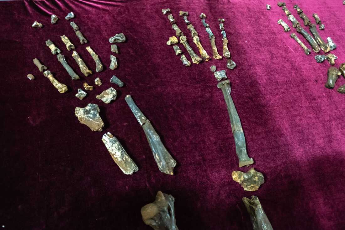 A fossilised panthera found by paleontologist Lazarus Kgasi in the Cradle of Humankind lies on display in the Ditsong National Museum of Natural History in Pretoria, South Africa.