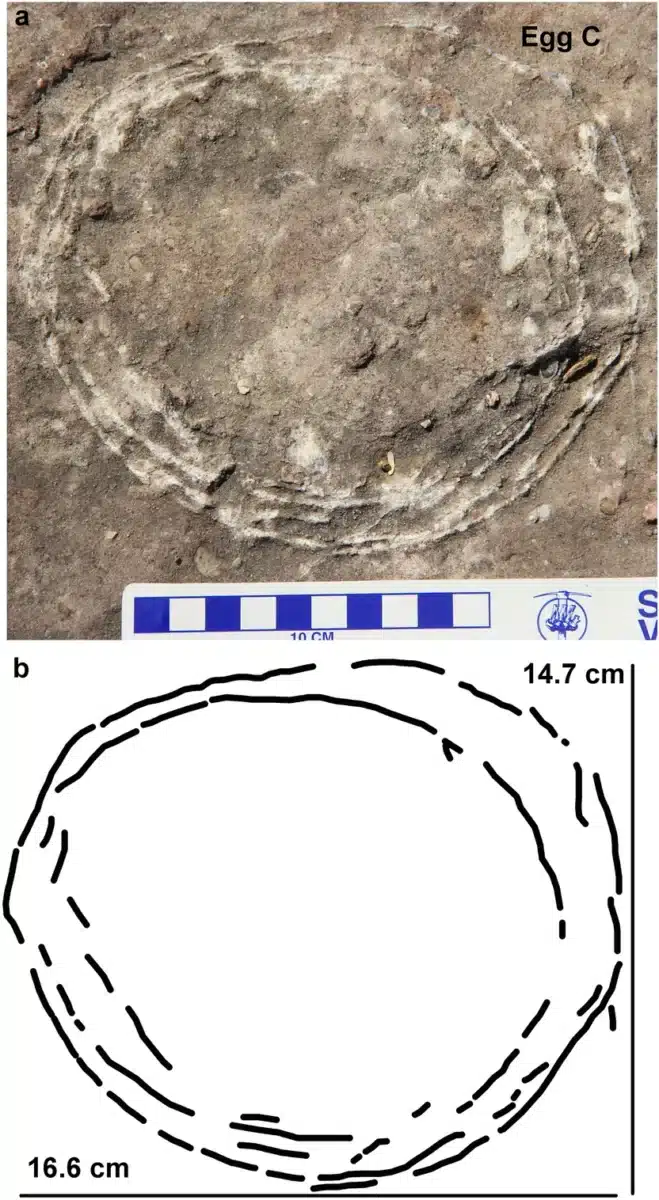 Field Photograph Alongside A Schematic Diagram Illustrating The Ovum In Ovo Pathology