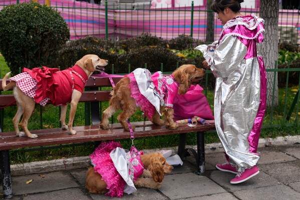 A woman dressed as the Carnival character Pepino prepares her dogs in Chola costumes before a pet parade and costume contest for the three Carnival personalities of lka, Chola and Pepino in La Paz, Bolivia, Friday, Feb. 13, 2026. (AP Photo/Juan Karita)