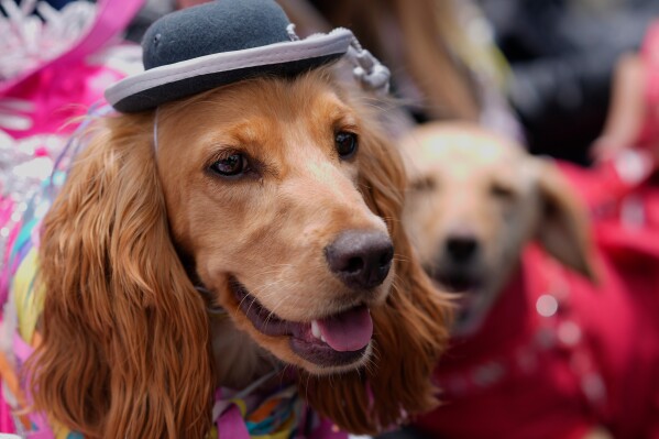A dog named Mila is dressed up as the Carnival personality "Chola" during a pet parade and costume contest for the three Carnival personalities of lka, Chola and Pepino in La Paz, Bolivia, Friday, Feb. 13, 2026. (AP Photo/Juan Karita)