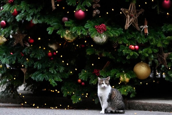 Larry the Cat, Britain's Chief Mouser to the Cabinet Office, sit beside the Christmas tree at 10 Downing Street in London, Thursday, Dec. 16, 2021. (AP Photo/Frank Augstein, Pool, File)