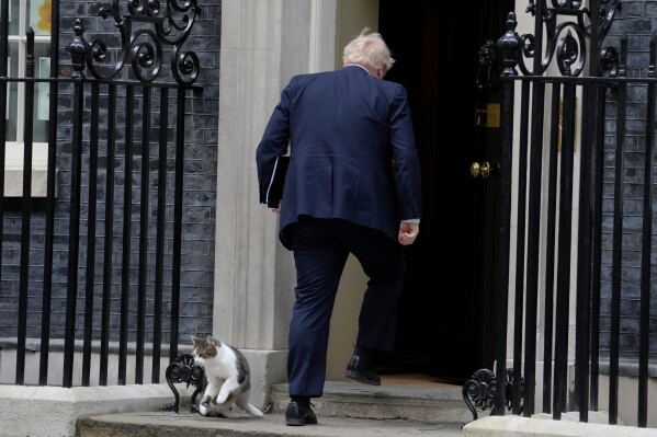 Larry the Cat, Britain's Chief Mouser to the Cabinet Office moves out of the way as Britain's Prime Minister Boris Johnson enters 10 Downing Street after attending a press conference with German Chancellor Olaf Scholz in London, Friday, April 8, 2022. (AP Photo/Kirsty Wigglesworth, File)