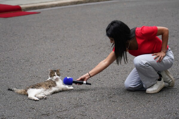 A reporter points their microphone at Larry the Cat, Chief Mouser to the Cabinet Office, as Britain's Prime Minister Keir Starmer meets French President Emmanuel Macron at 10 Downing Street in London, Wednesday, July 9, 2025. (AP Photo/Alberto Pezzali, File)