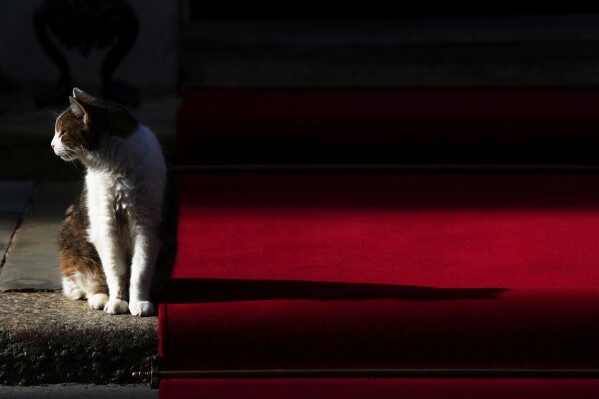 Larry the cat, Chief Mouser to the Cabinet Office, sits by the red carpet laid down outside 10 Downing Street in London, Wednesday, July 30, 2025. (AP Photo/Joanna Chan, File)