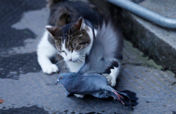 Larry the cat, Chief Mouser to the Cabinet Office catches a pigeon as journalists await results of the Brexit trade deal in Downing Street in London, Thursday, Dec. 24, 2020. (AP Photo/Frank Augstein, File)