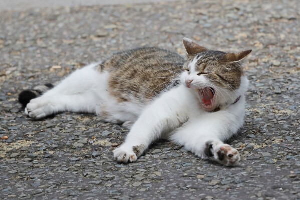 Larry the 10 Downing street cat yawns whilst lying on the street as the leader of Northern Ireland's Democratic Unionist Party (DUP) Arlene Foster meets with Britain's Prime Minister Theresa May in 10 Downing Street in London, Tuesday, June 13, 2017. (AP Photo/Frank Augstein, File)