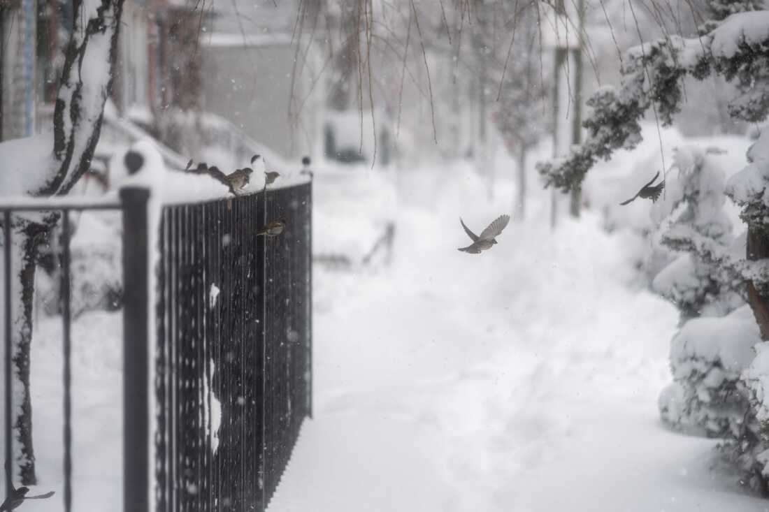 Birds fly between a tree and a railing amid heavy snow on February 23, 2026 in the Brooklyn borough of New York City.