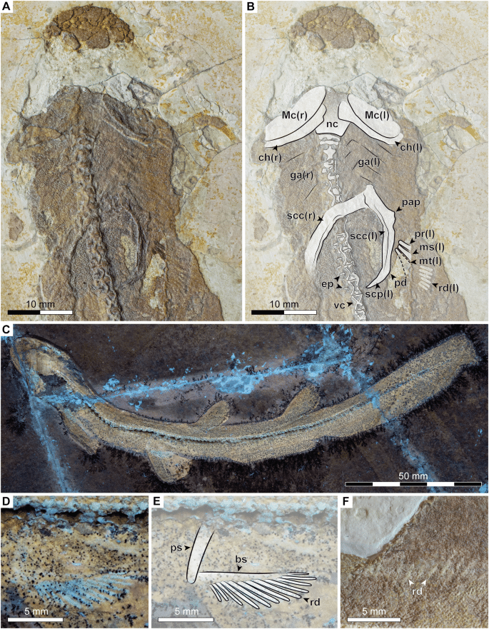 42003 2025 9272 Fig3 Html