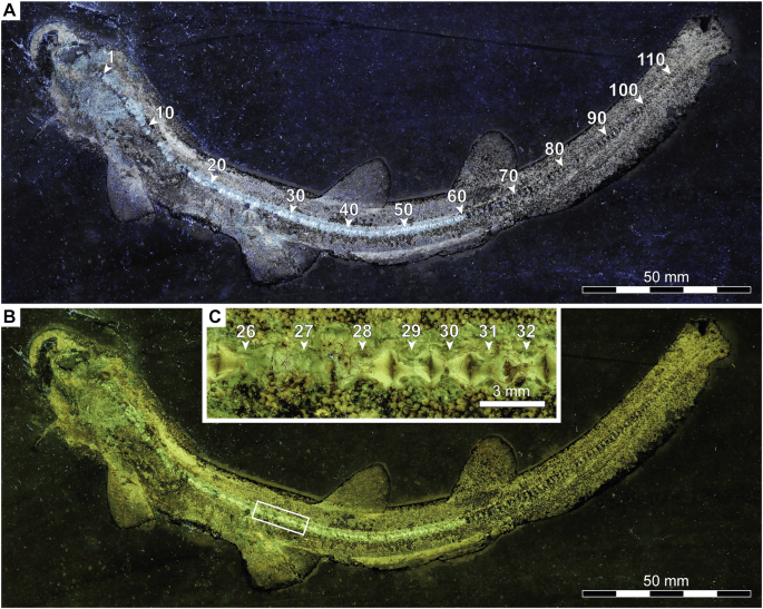 42003 2025 9272 Fig4 Html