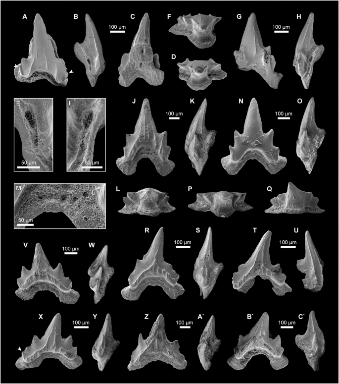 42003 2025 9272 Fig5 Html