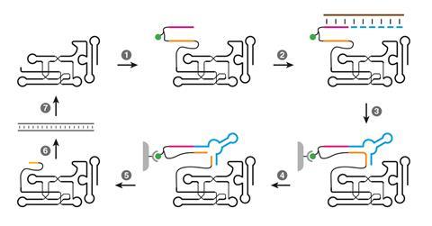 Selective amplification of polymerase ribozymes