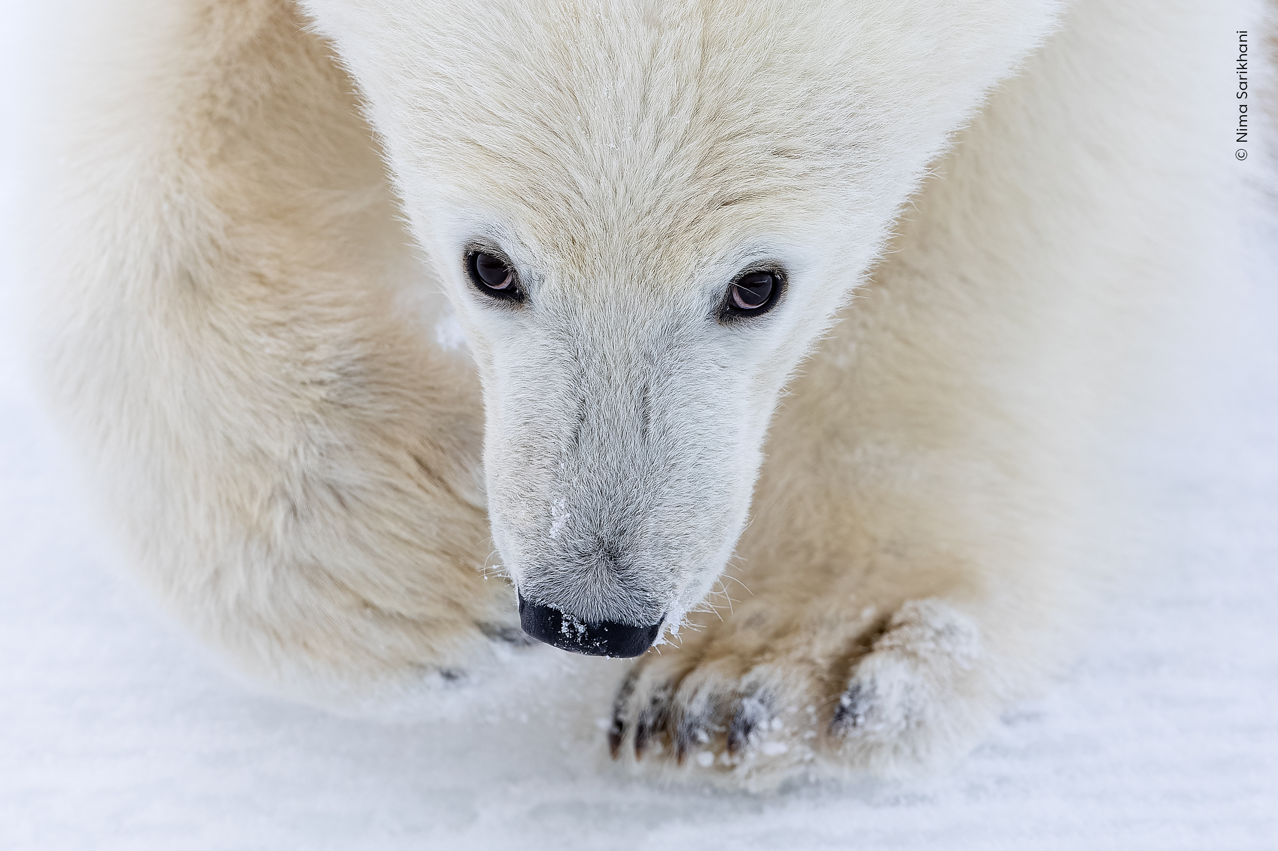 A polar bear cub walks in the snow with its snout low.