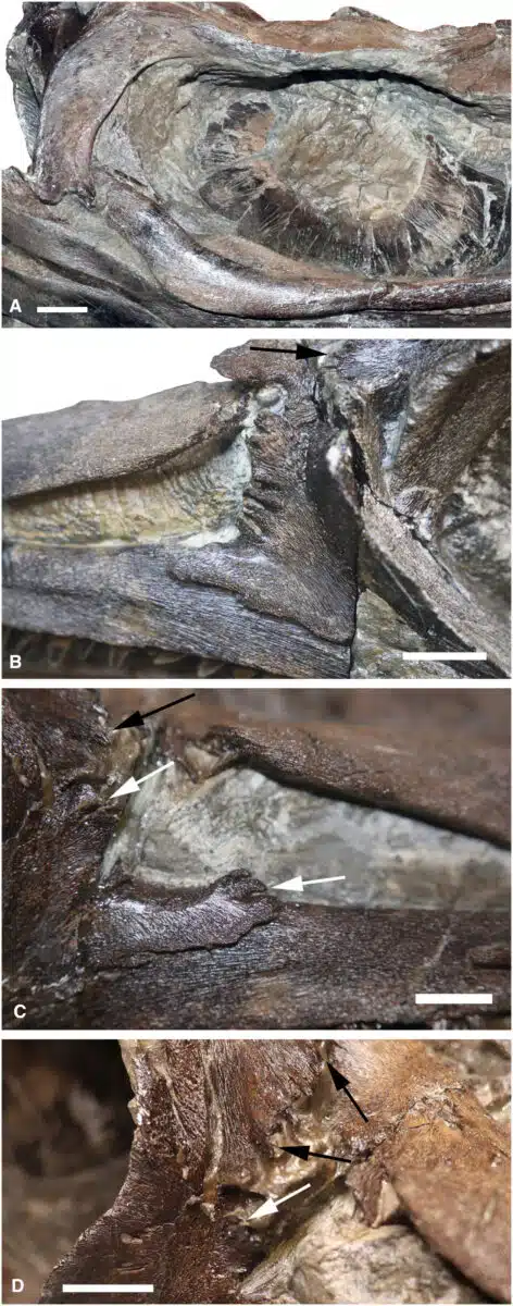 Close Up Views Of The Fossilized Skull Of Xiphodracon Goldencapensis Showing Detailed Anatomical Features.