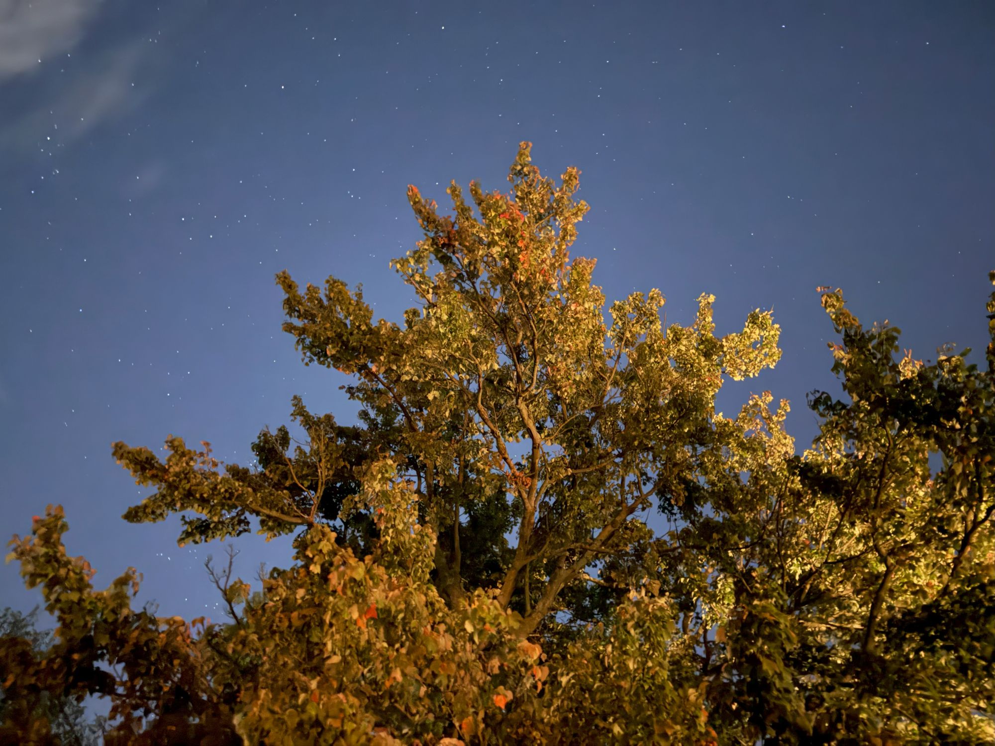 Apple iPhone 17 Pro Max low light sample.