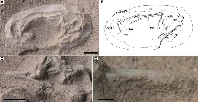 Embryo Preserved Part Of A Wing And A Complete Lower Jaw, Shown In Ventral And Close Up Views