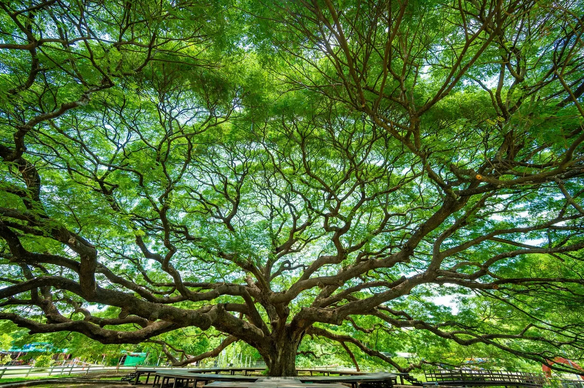 Giant Rain Tree in Thailand