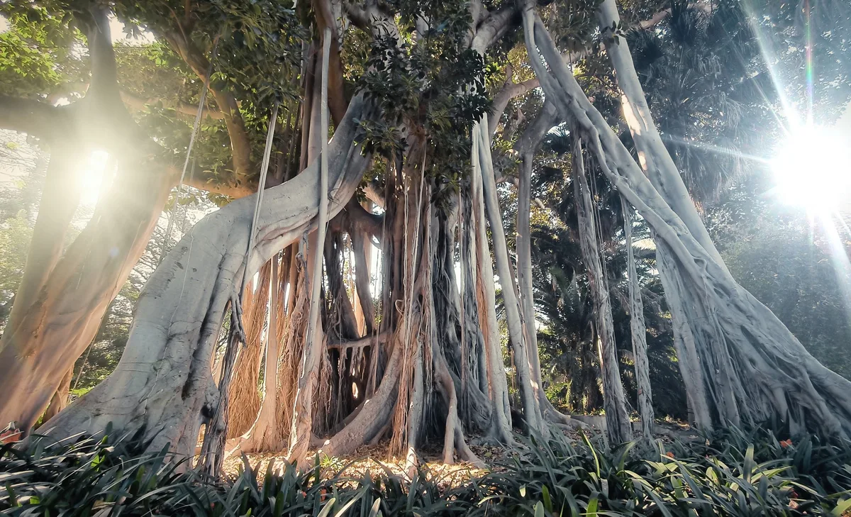 Giant ficus tree in Tenerife