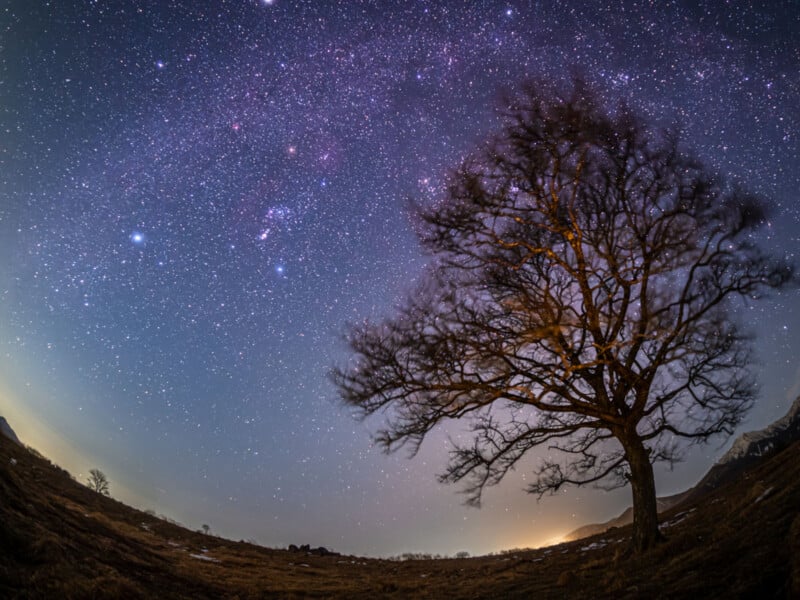 A leafless tree stands on a grassy field under a clear night sky filled with stars and a visible Milky Way, creating a dramatic and serene landscape.