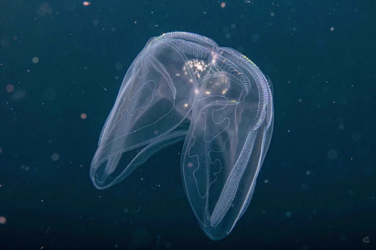 Ocyropsis maculata inmaculata