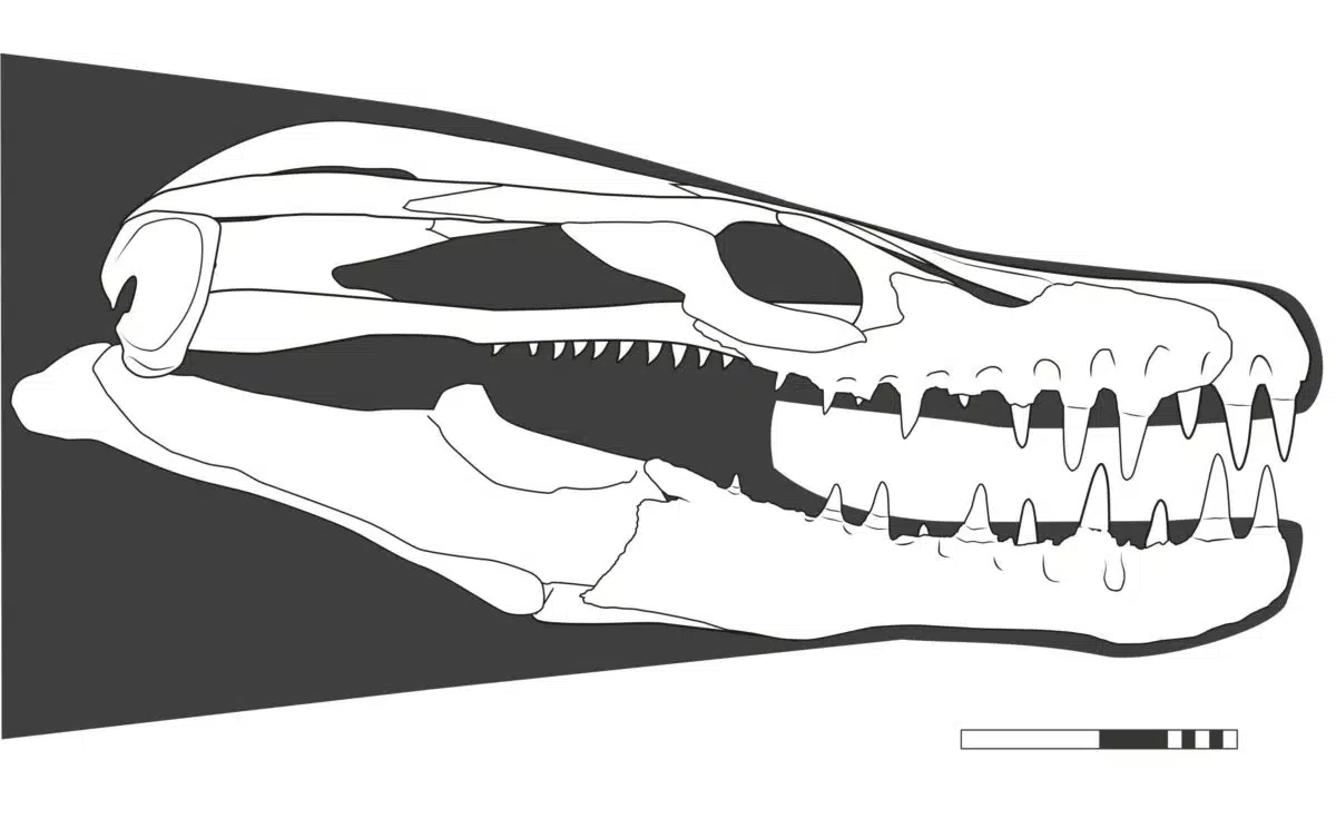 Reconstructed Skull Of Khinjaria Acuta.