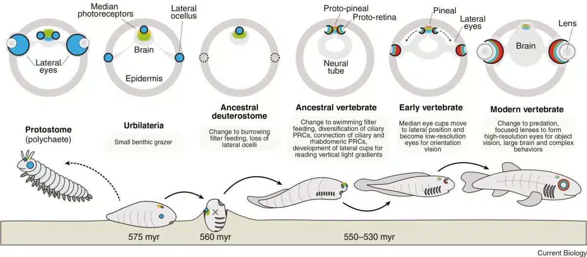 Repeated Lifestyle Changes Drove The Unique Evolution Of Vertebrate Eyes