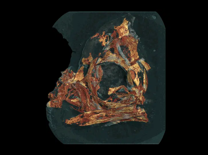 The Fossilized Embryo Revealed By Scanning Before Kimberley Rebuilt The Skull In 3d.