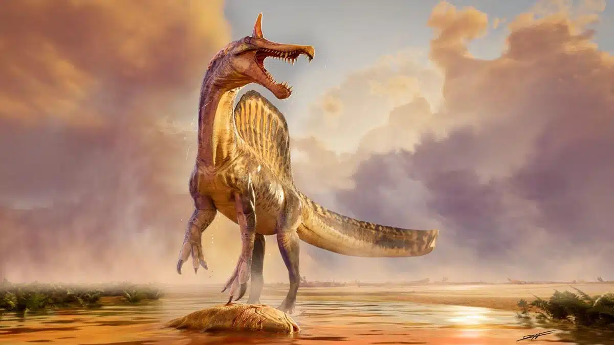 This Illustration Shows Spinosaurus Mirabilis, Highlighting Its Distinctive Sail And Scimitar Shaped Head Crest