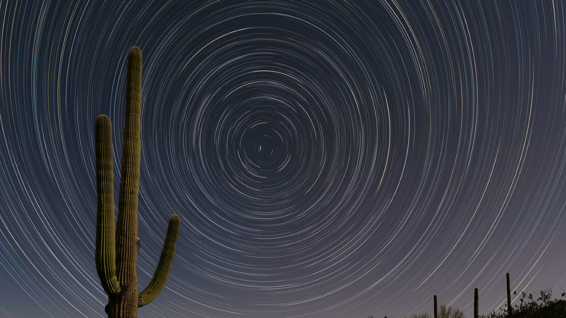 Circular rings of star trails are seen in a pale purple night sky with a large green saguaro cactus in the foreground
