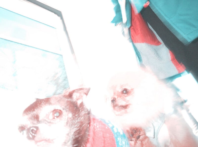 Two small dogs, one with dark fur and one with fluffy light fur, sit close together indoors. The image is overexposed, giving it a bright, washed-out appearance. Clothing and a window are visible in the background.