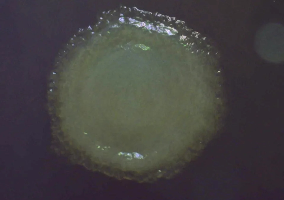 One of 26 new species of bacteria discovered by ERDC-CRREL research microbiologists in approximately 40,000-year-old permafrost within the Permafrost Tunnel Research Facility in Fox, Alaska.