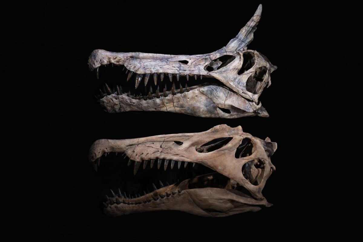 Castings Of The Skull Of The New Scimitar Crested Spinosaurid Spinosaurus Mirabilis From Niger