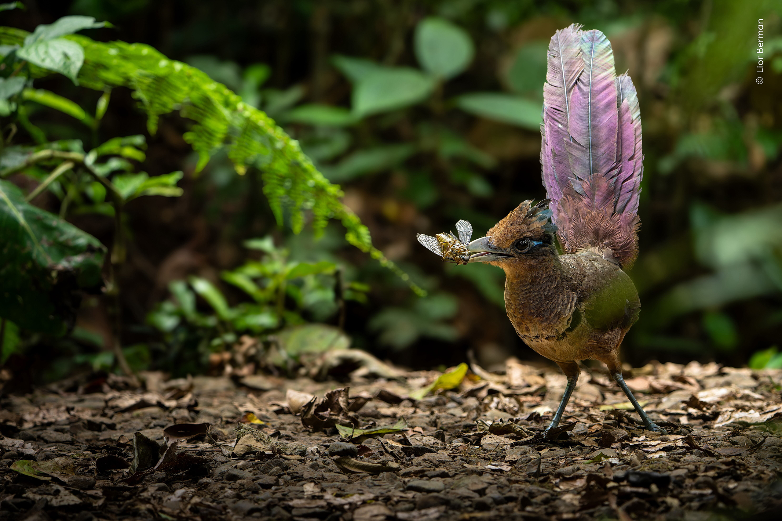 A rufous-vented ground cuckoo plucks up a cicada in the rainforest in Costa Rica.