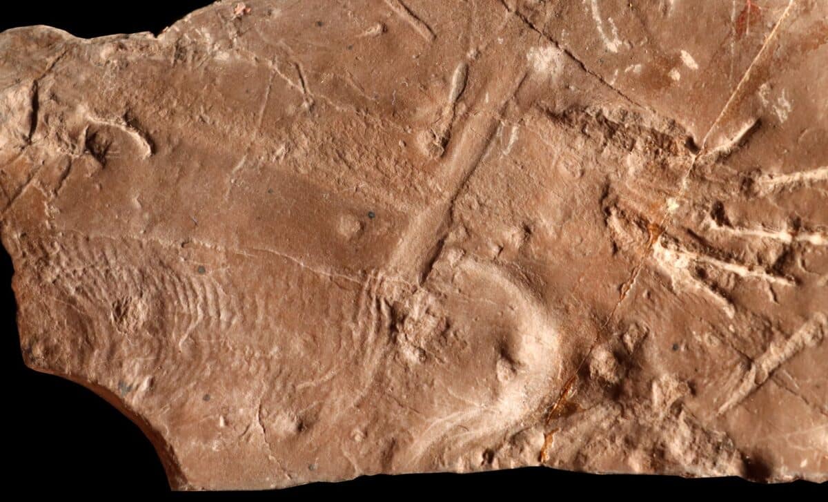 Detailed Preservation Of Cabarzichnus Fossil Sheds Light On Reptile Evolution And Early Adaptations © Lorenzo Marchetti