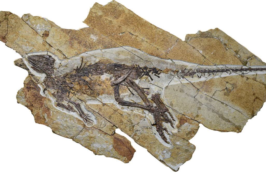 The whole Pulaosaurus qinglong skeleton.