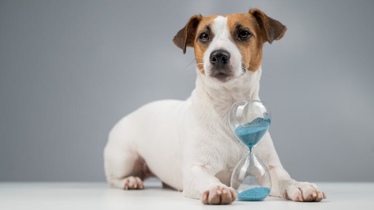 Jack Russell terrier with hourglass