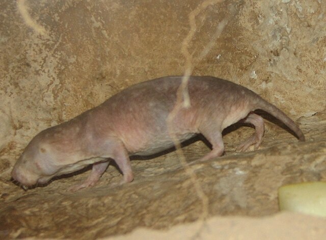 A naked mole rat.