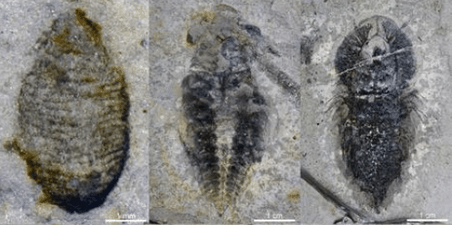 Until now, fossils from the post-Sinsk interval were scarce and incomplete. Image by ZHU Maoyan’s team