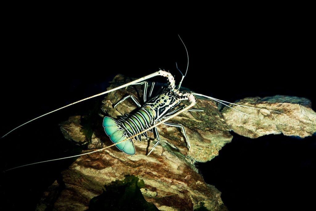Hommarus gammarus, otherwise known as the common lobster. They start blue and only become lobster red upon cooking.